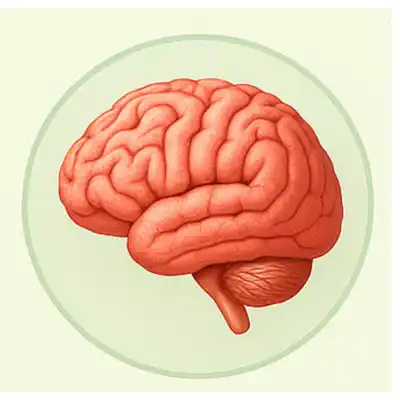 Brain and Nervous System