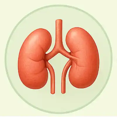 Kidneys and Urinary System