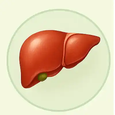 Liver