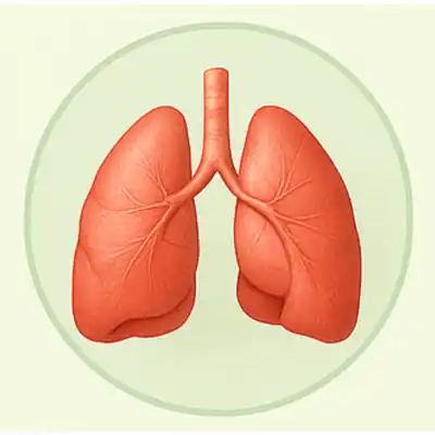 Lungs and Respiratory System