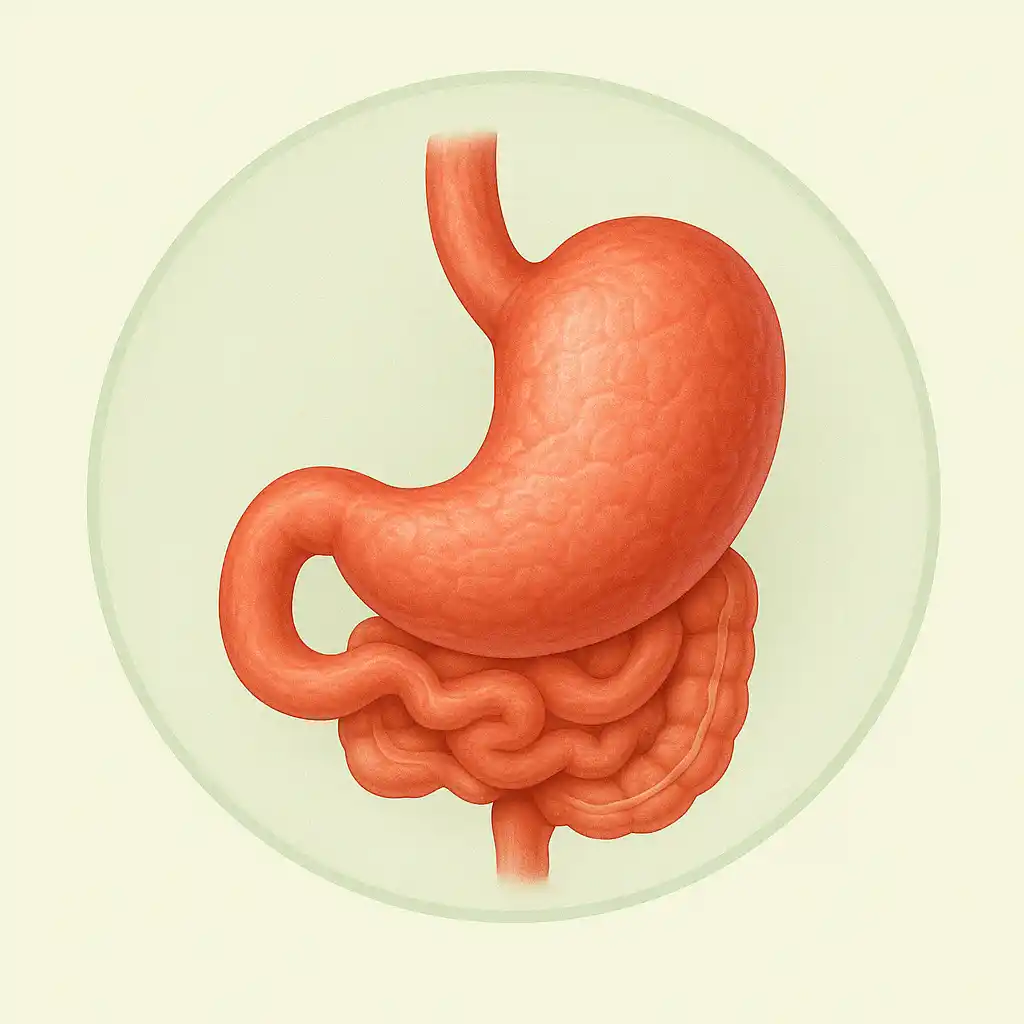 Stomach and Digestive System