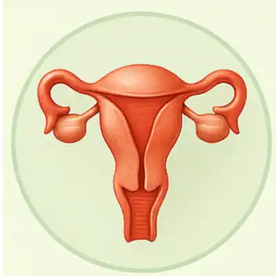 Uterus and Reproductive System